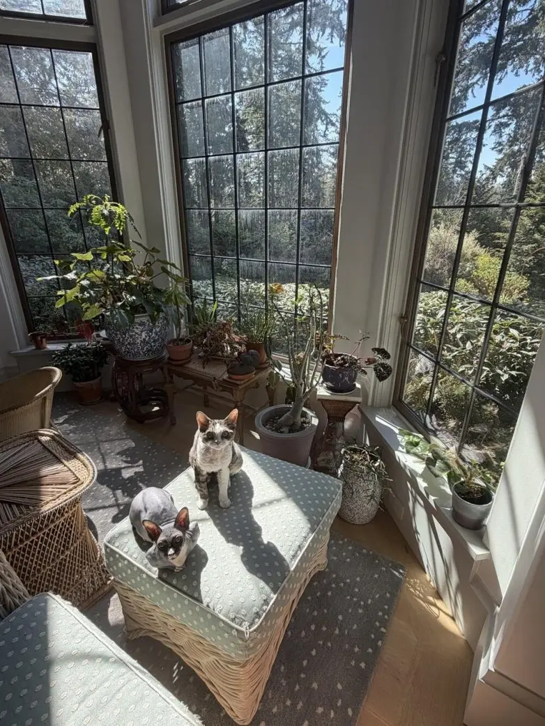 Коты и весна: 35 фото, которые напомнят о простом счастье