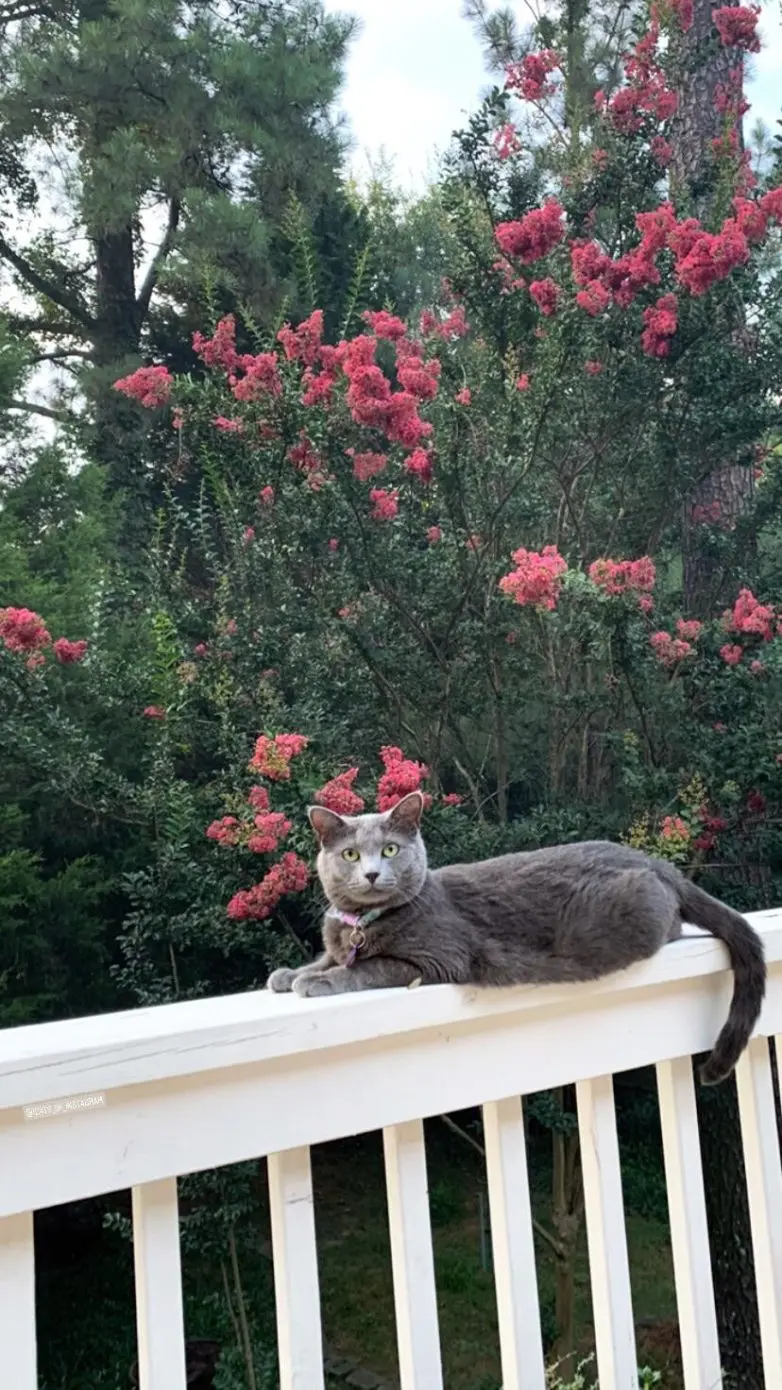 Коты и весна: 35 фото, которые напомнят о простом счастье