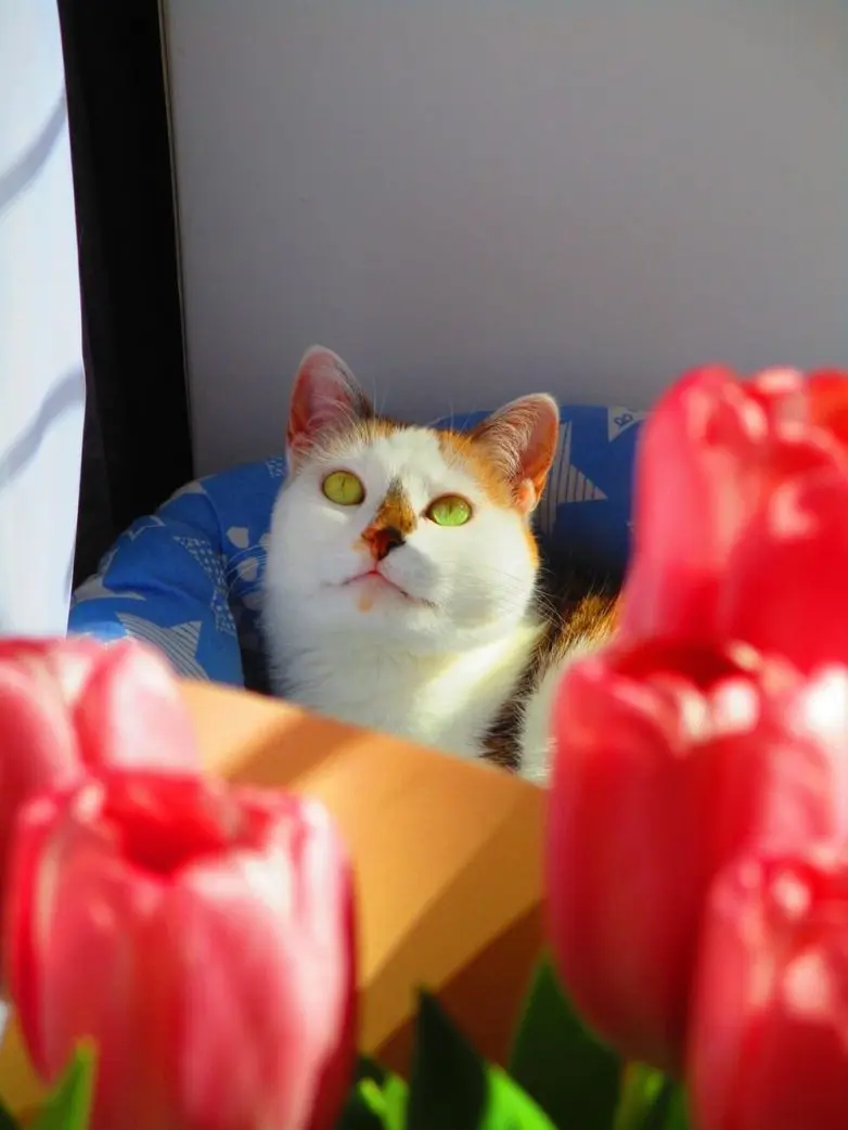 Коты и весна: 35 фото, которые напомнят о простом счастье