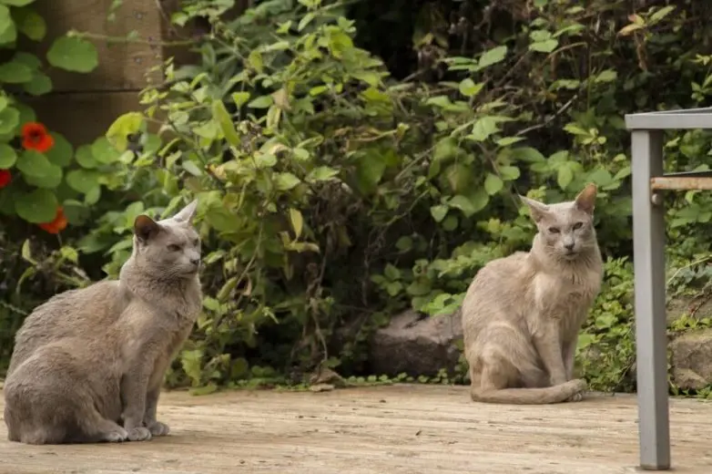 Коты и весна: 35 фото, которые напомнят о простом счастье