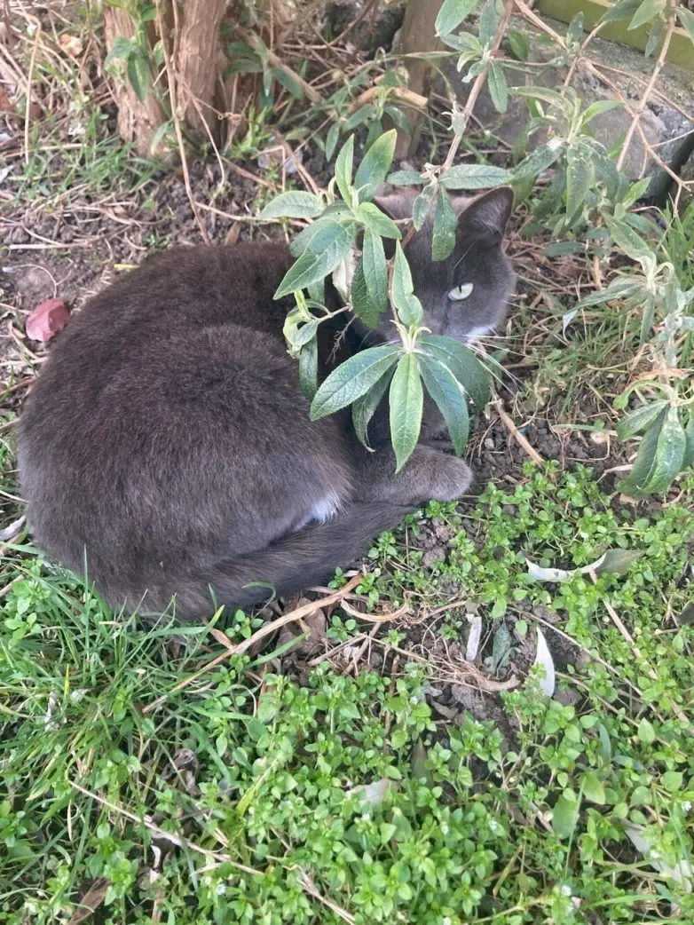 Коты и весна: 35 фото, которые напомнят о простом счастье