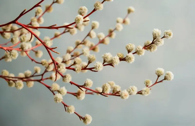 Куда деть прошлогоднюю вербу: 5 церковных способов утилизации