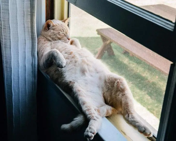 Кошачья нирвана: 16 фото котов, спящих в самых неожиданных местах