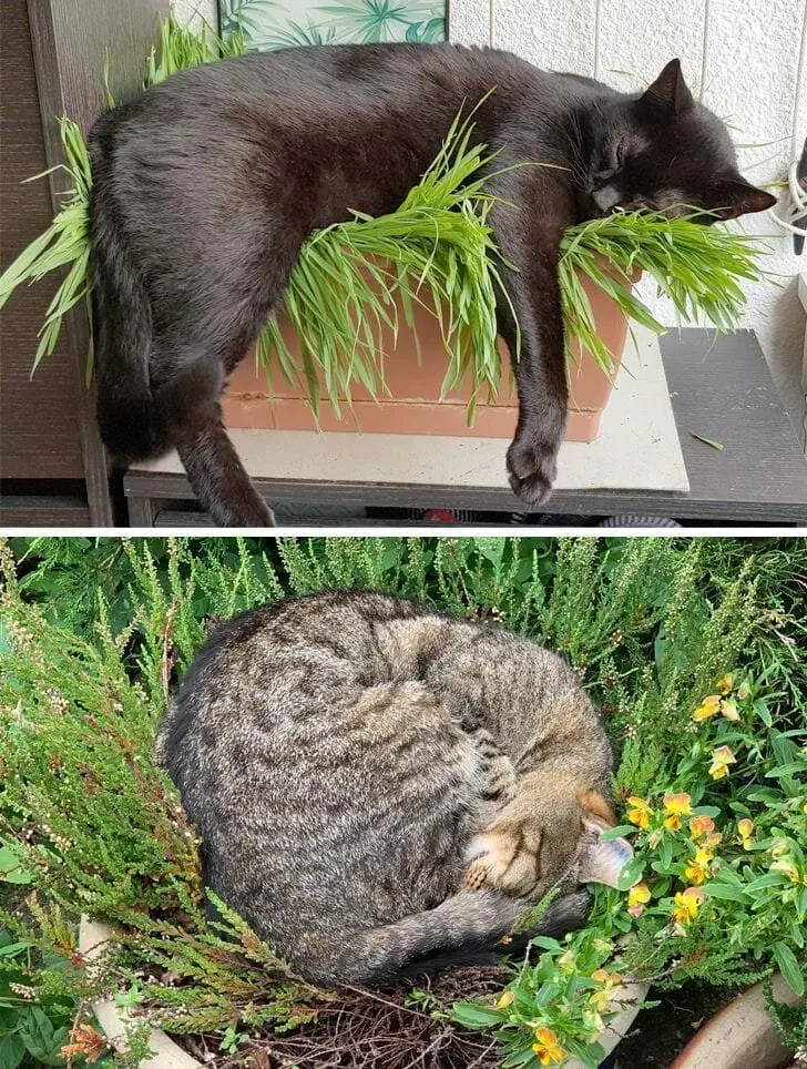 Кошачья нирвана: 16 фото котов, спящих в самых неожиданных местах