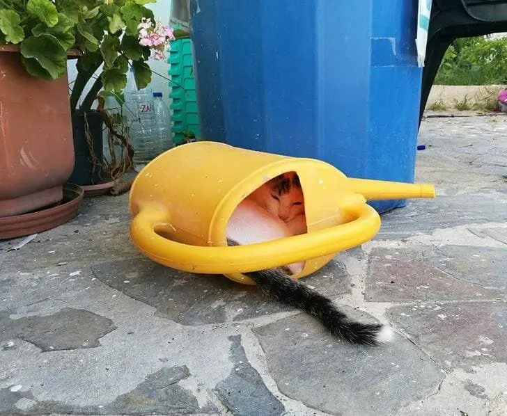 Кошачья нирвана: 16 фото котов, спящих в самых неожиданных местах