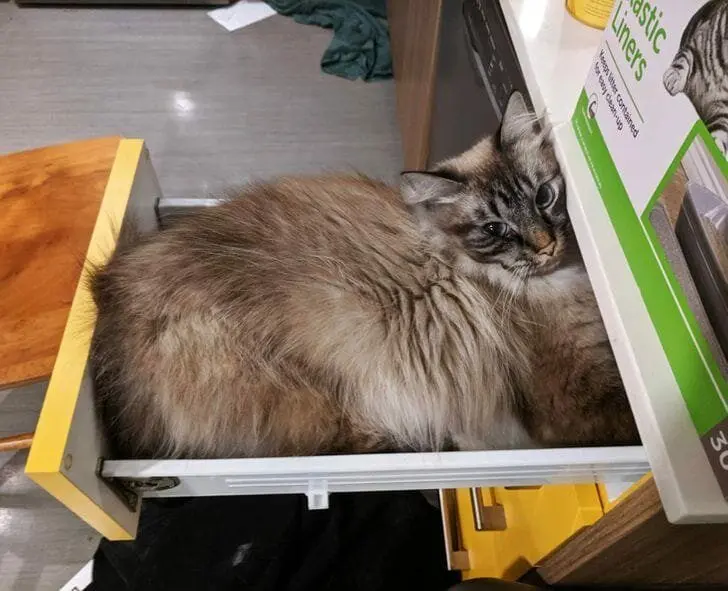 Кошачья нирвана: 16 фото котов, спящих в самых неожиданных местах