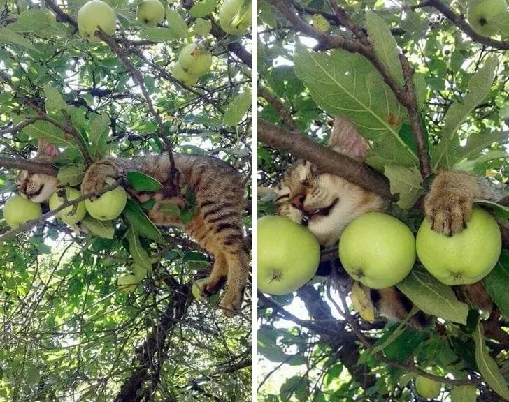 Кошачья нирвана: 16 фото котов, спящих в самых неожиданных местах