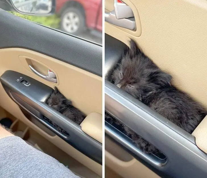 Кошачья нирвана: 16 фото котов, спящих в самых неожиданных местах