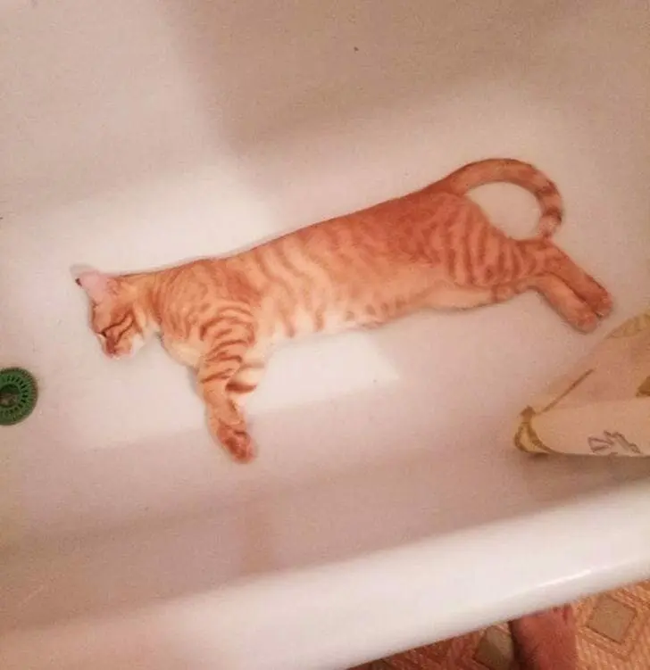 Кошачья нирвана: 16 фото котов, спящих в самых неожиданных местах