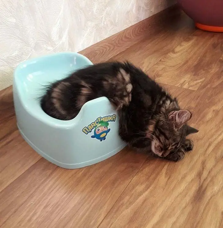 Кошачья нирвана: 16 фото котов, спящих в самых неожиданных местах