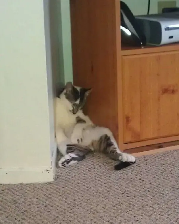 Кошачья нирвана: 16 фото котов, спящих в самых неожиданных местах