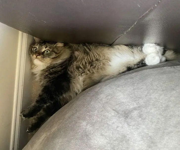 Кошачья нирвана: 16 фото котов, спящих в самых неожиданных местах