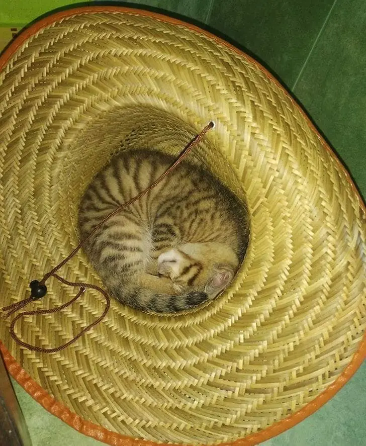 Кошачья нирвана: 16 фото котов, спящих в самых неожиданных местах