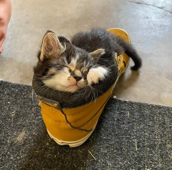 Кошачья нирвана: 16 фото котов, спящих в самых неожиданных местах