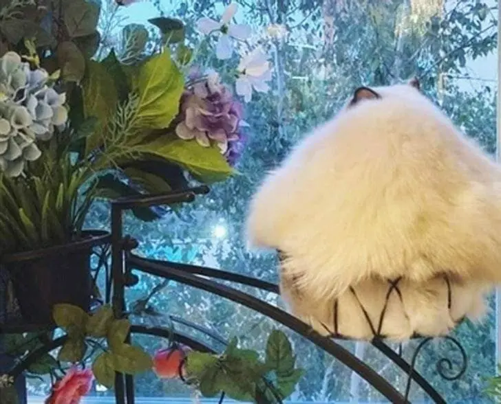 Кошачья нирвана: 16 фото котов, спящих в самых неожиданных местах