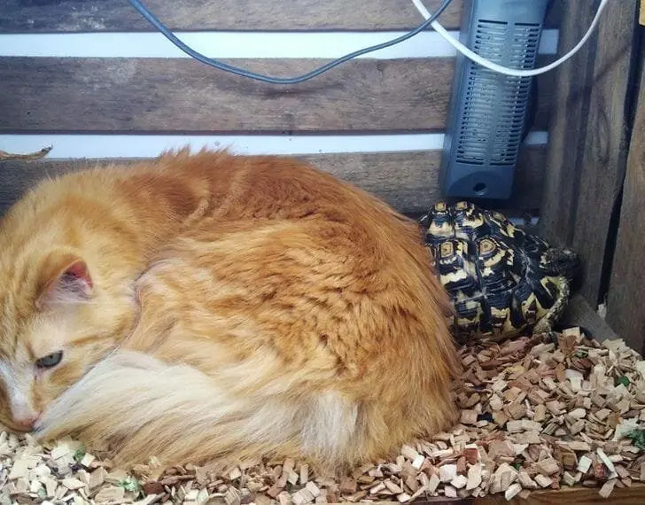 Кошачья нирвана: 16 фото котов, спящих в самых неожиданных местах