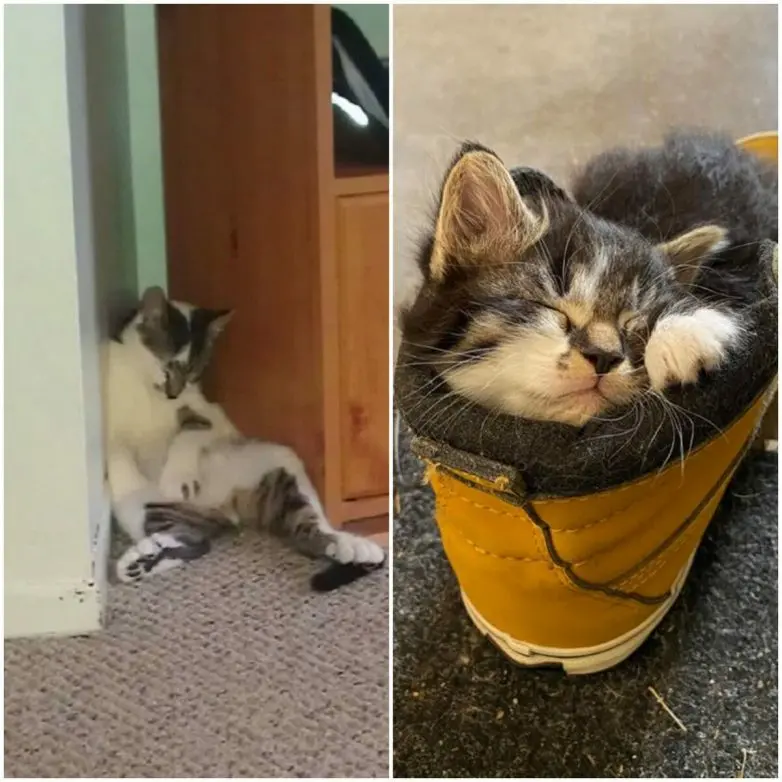 Кошачья нирвана: 16 фото котов, спящих в самых неожиданных местах