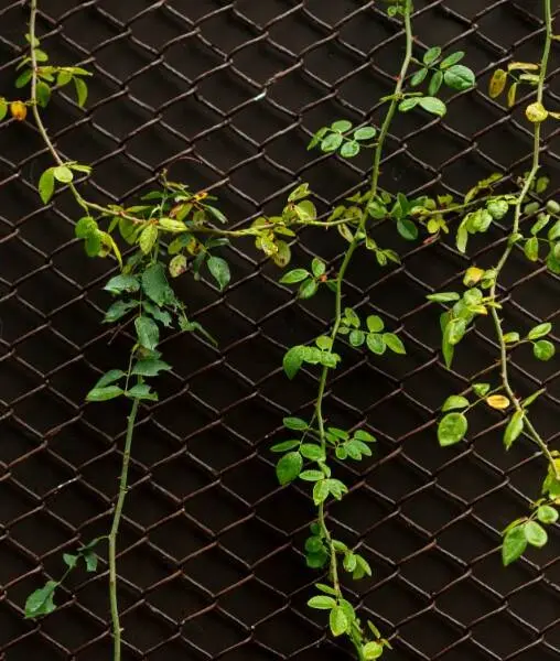 Сосед требовал убрать растения — хозяйка сада построила ему бетонную стену