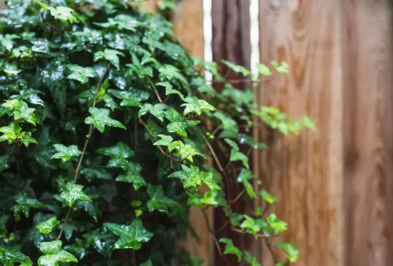 Сосед требовал убрать растения — хозяйка сада построила ему бетонную стену