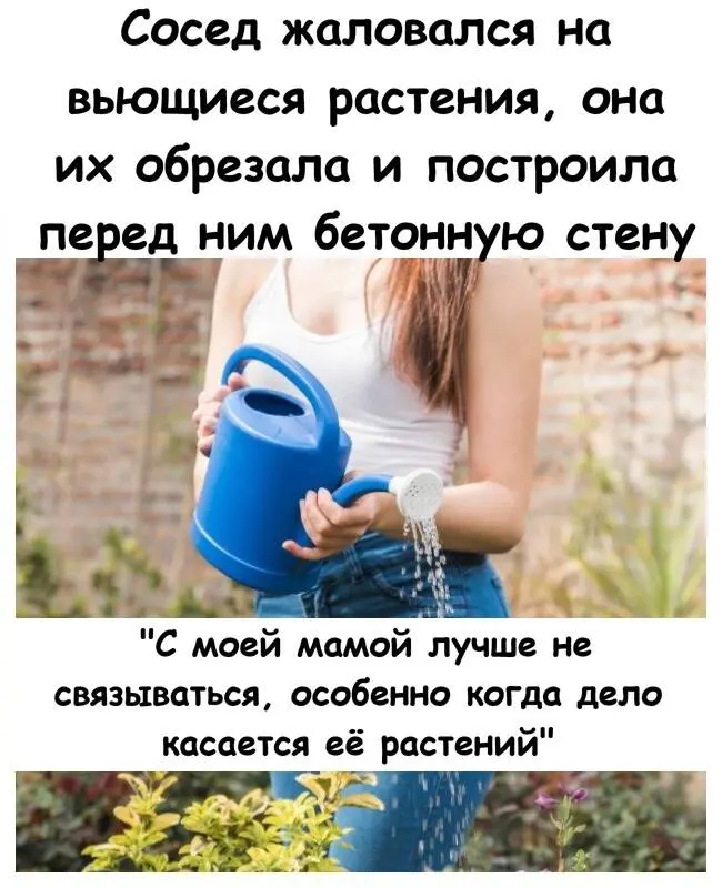Сосед требовал убрать растения — хозяйка сада построила ему бетонную стену