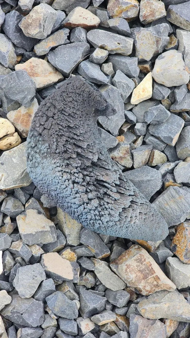 Загадочные вещи из прошлого: что на самом деле скрывается в бабушкином сундуке