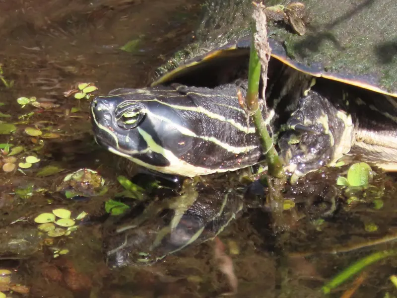 Маленькая пятница: мега-сборник свежих мемов для хорошего настроения