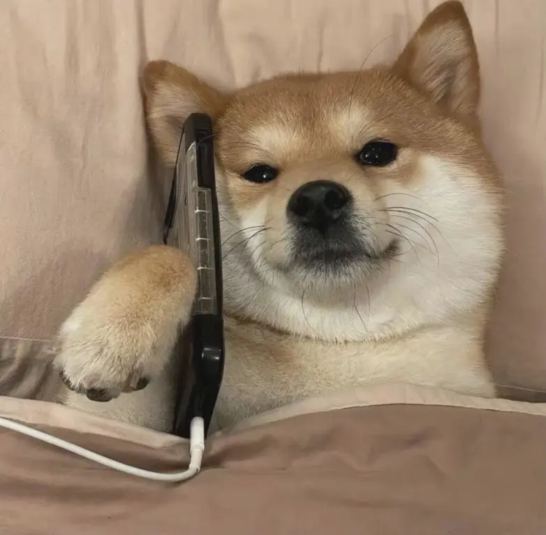 Обычная жизнь, но под неожиданным углом: 25 фото, которые заставят улыбнуться