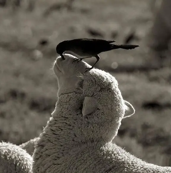 Обычная жизнь, но под неожиданным углом: 25 фото, которые заставят улыбнуться