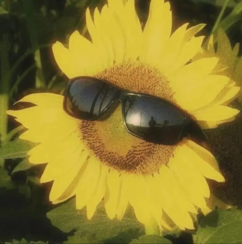 Обычная жизнь, но под неожиданным углом: 25 фото, которые заставят улыбнуться