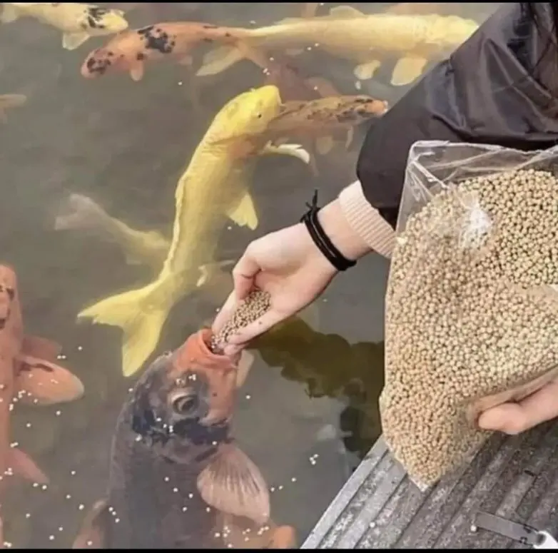 Обычная жизнь, но под неожиданным углом: 25 фото, которые заставят улыбнуться