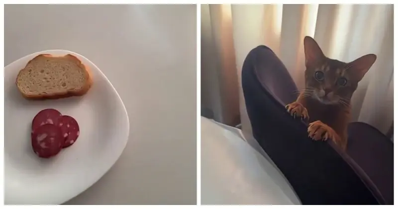 Кошка выпрашивает колбасу: видео с абиссинской хитрюгой Кошка выпрашивает колбасу: видео с абиссинской хитрюгой