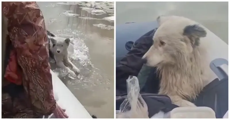 Уносимая течением: собаку затерло на льдине посреди Иртыша, но рыбаки не прошли мимо