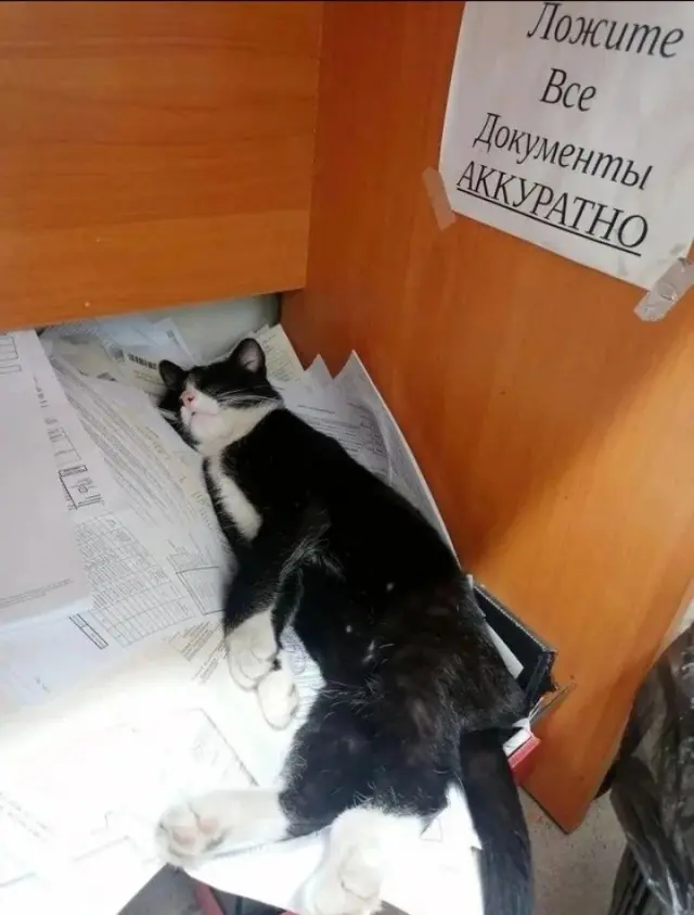 Утренний заряд позитива: свежая порция смешных мемов