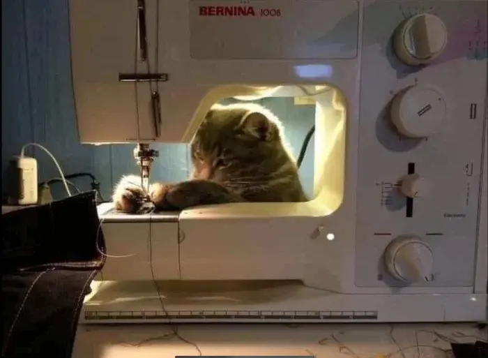 Трудоголики в шерсти: 20 котиков, которые работают лучше людей