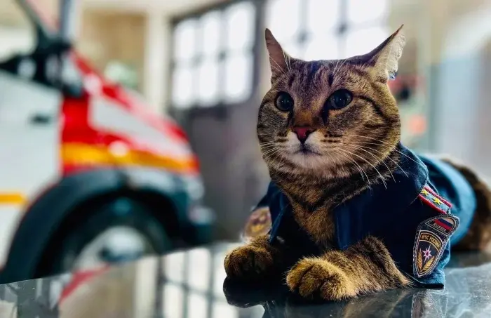 Трудоголики в шерсти: 20 котиков, которые работают лучше людей