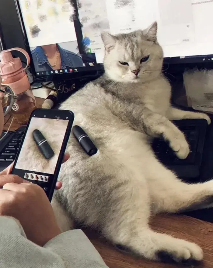 Трудоголики в шерсти: 20 котиков, которые работают лучше людей