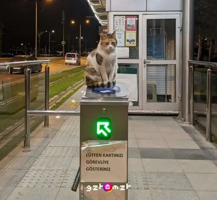 Трудоголики в шерсти: 20 котиков, которые работают лучше людей