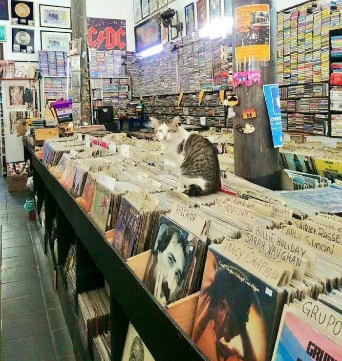 Трудоголики в шерсти: 20 котиков, которые работают лучше людей