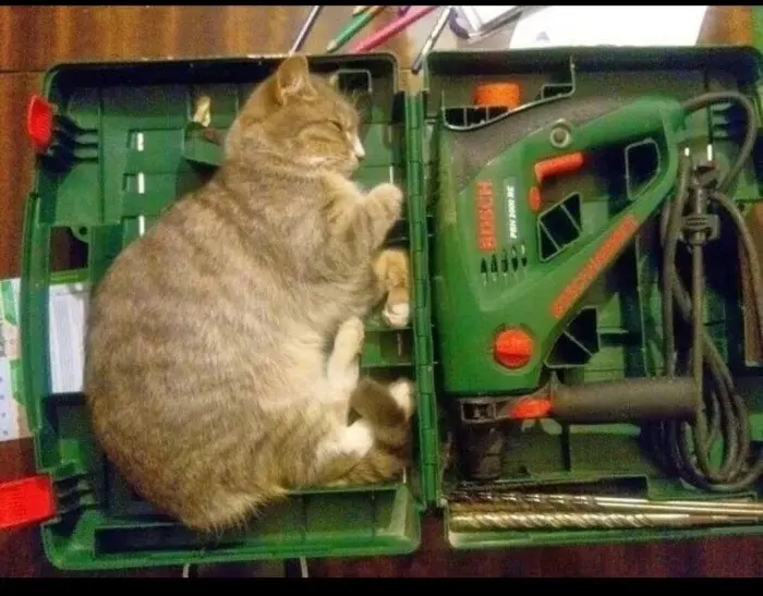 Трудоголики в шерсти: 20 котиков, которые работают лучше людей