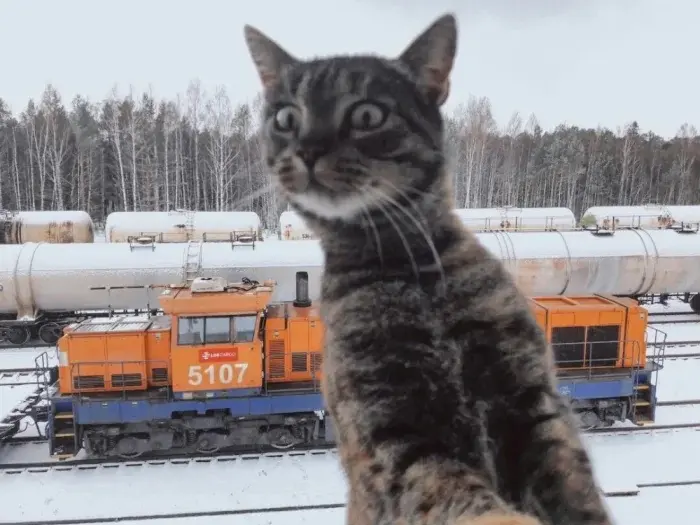 Трудоголики в шерсти: 20 котиков, которые работают лучше людей