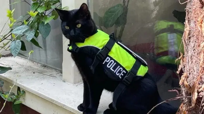 Трудоголики в шерсти: 20 котиков, которые работают лучше людей