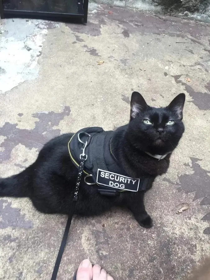 Трудоголики в шерсти: 20 котиков, которые работают лучше людей