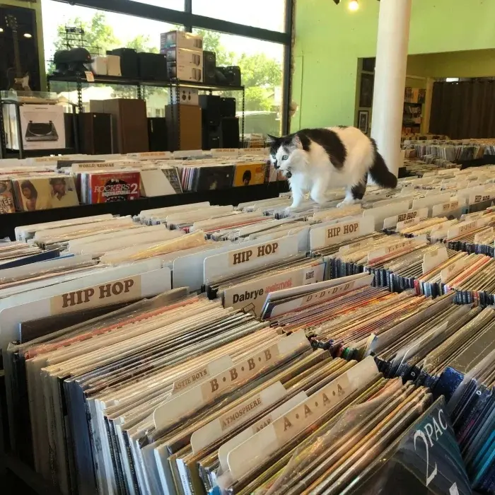 Трудоголики в шерсти: 20 котиков, которые работают лучше людей