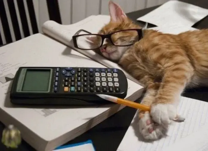 Трудоголики в шерсти: 20 котиков, которые работают лучше людей