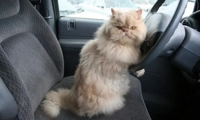 Трудоголики в шерсти: 20 котиков, которые работают лучше людей