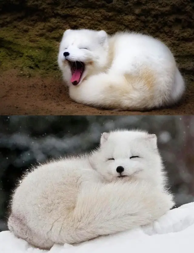 Дикая природа в минуты отдыха: 20 умилительных и забавных кадров