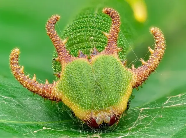 Дикая природа в минуты отдыха: 20 умилительных и забавных кадров