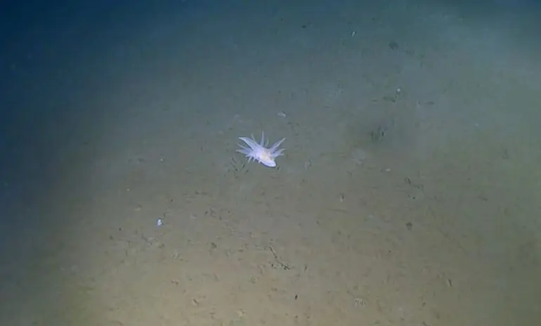 Неизвестная науке форма жизни и рекордные глубины: что нашли на дне Тихого океана