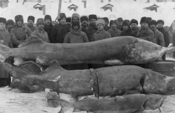 Исполины океана: 8 самых огромных рыб на Земле