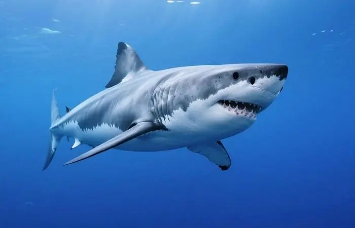 Исполины океана: 8 самых огромных рыб на Земле